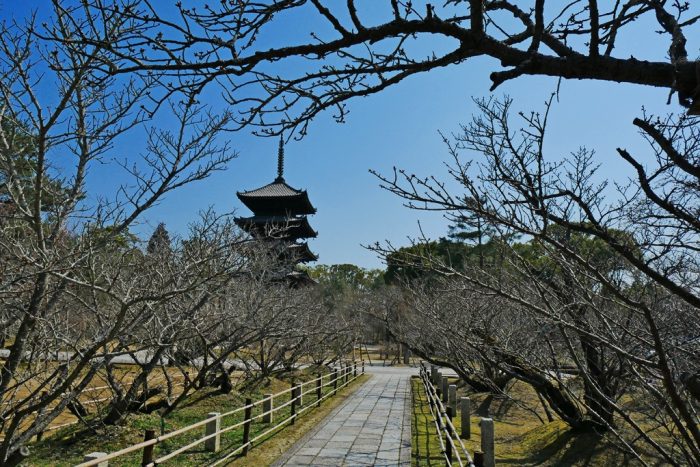 仁和寺の桜