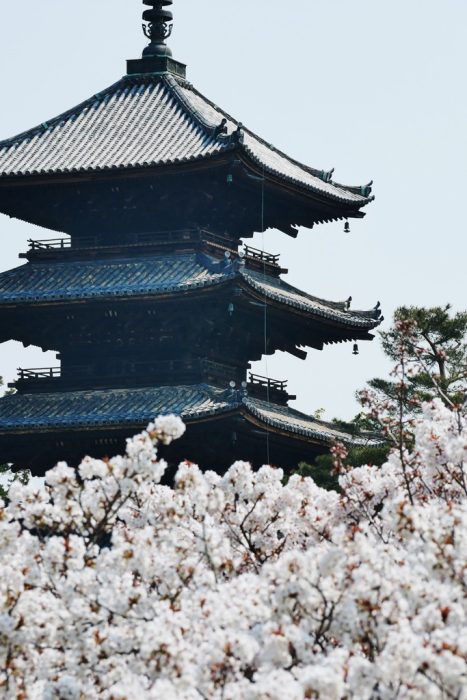 仁和寺の桜