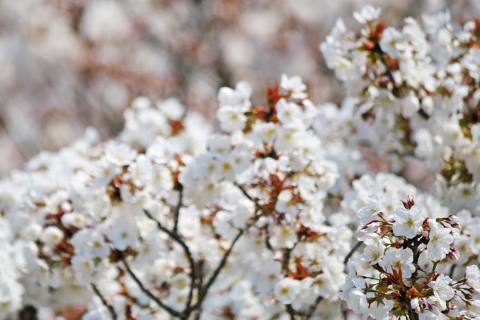 仁和寺の桜