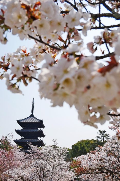 仁和寺の桜