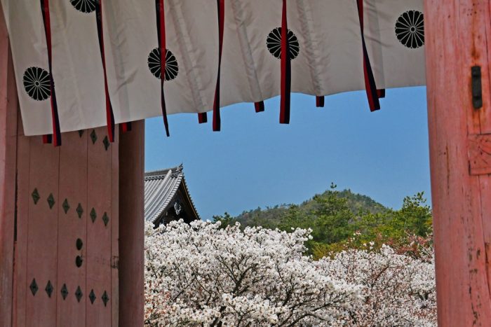 仁和寺の桜