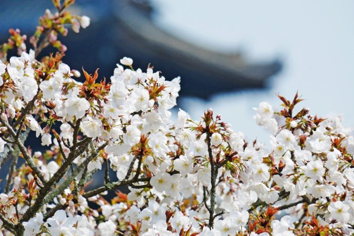 仁和寺の桜