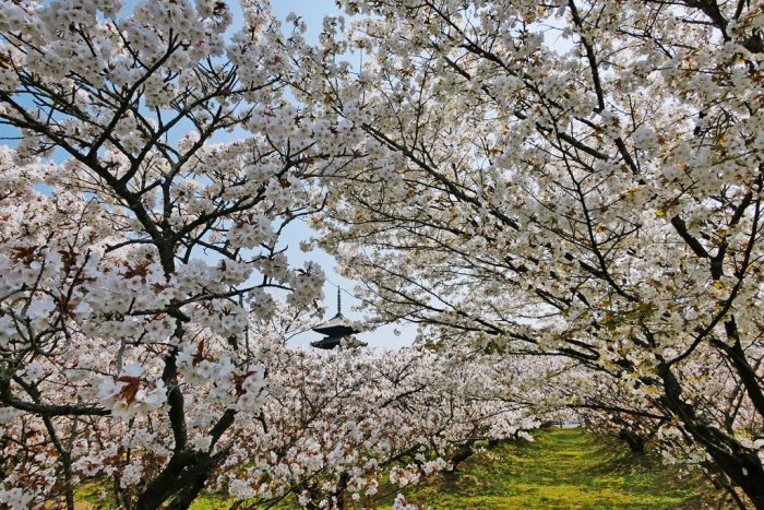 仁和寺の桜