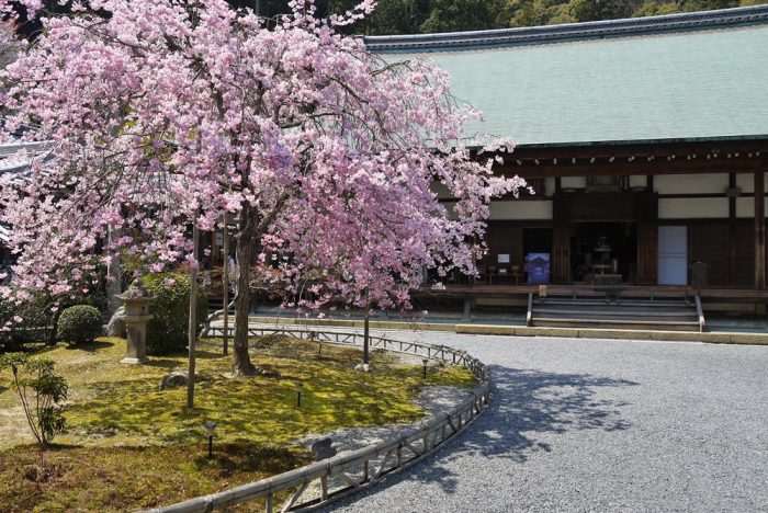 二尊院の桜