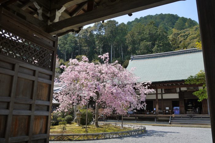 二尊院の桜