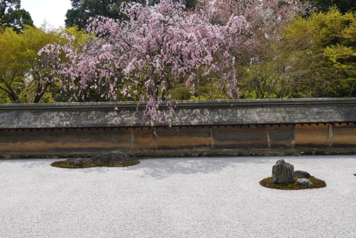 龍安寺の石庭とシダレザクラ