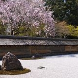 龍安寺の石庭とシダレザクラ