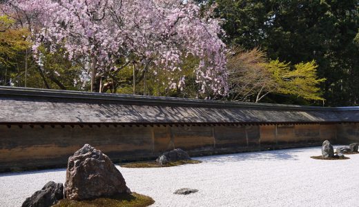 龍安寺の石庭とシダレザクラ