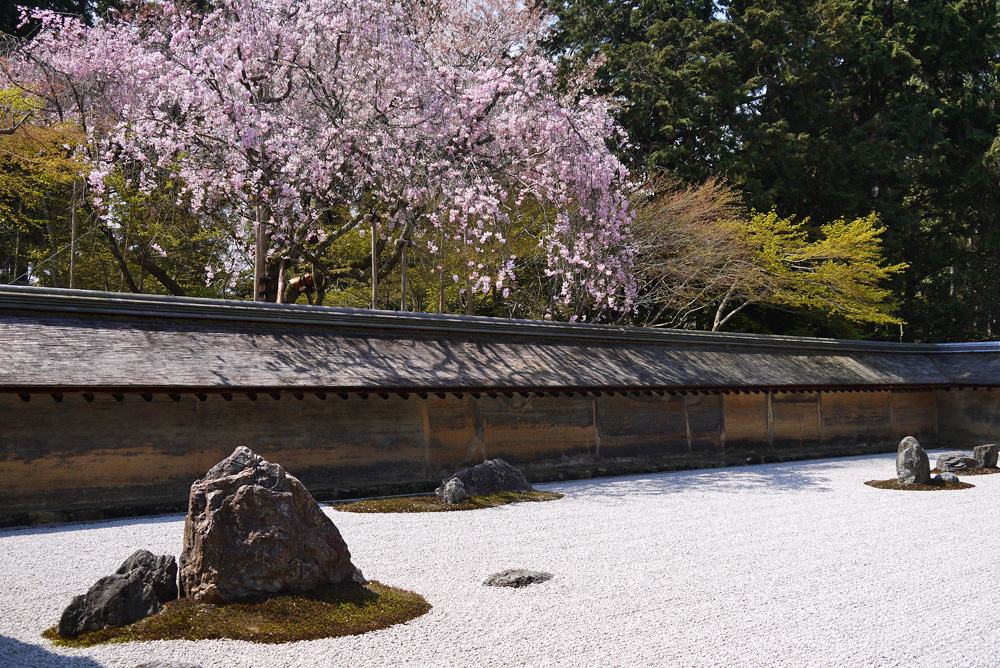 龍安寺の石庭とシダレザクラ