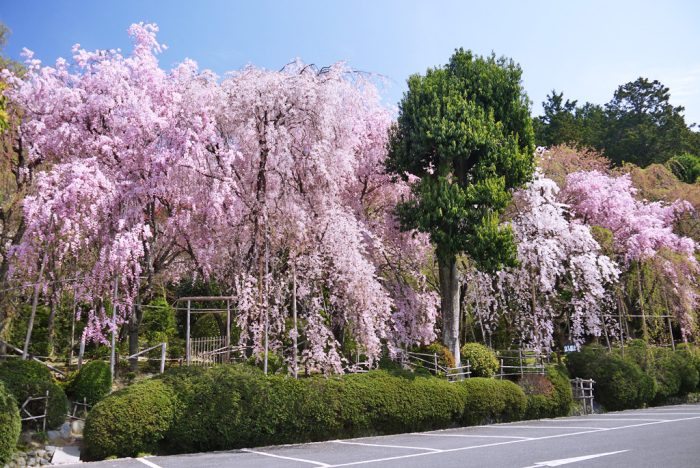 龍安寺・駐車場の桜
