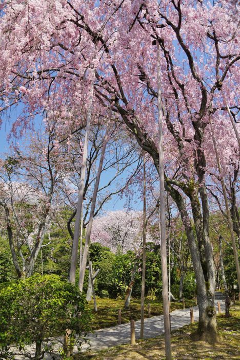 龍安寺の桜