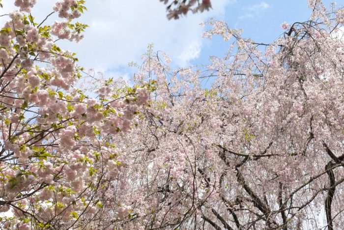 龍安寺の八重桜と枝垂れ桜
