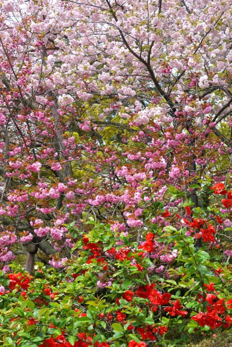 龍安寺の八重桜とボケの花
