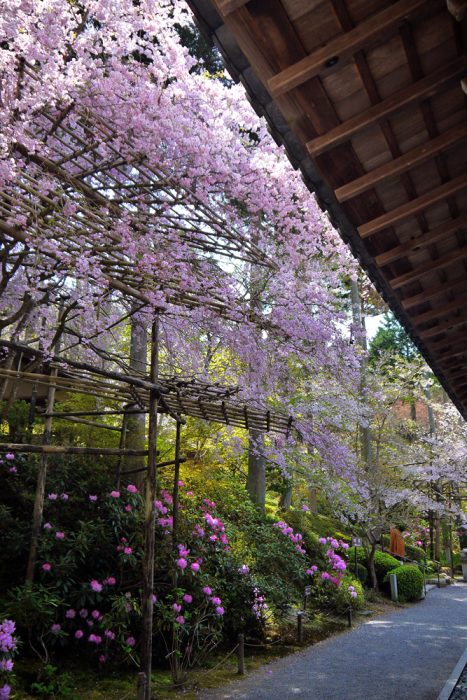 三千院の桜と石楠花