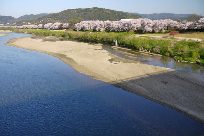 背割堤の桜並木