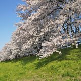 背割堤の桜