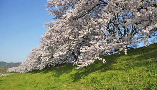 背割堤の桜