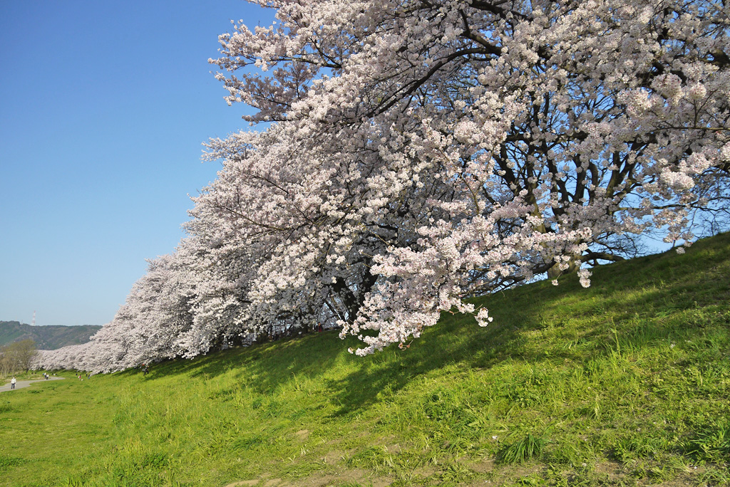 背割堤の桜