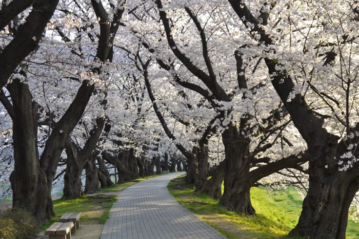 背割堤の桜のトンネル