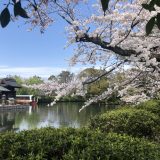 神泉苑の桜