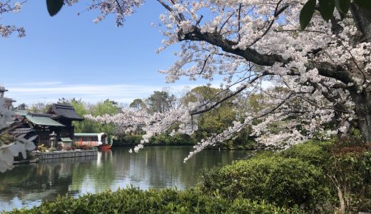 神泉苑の桜