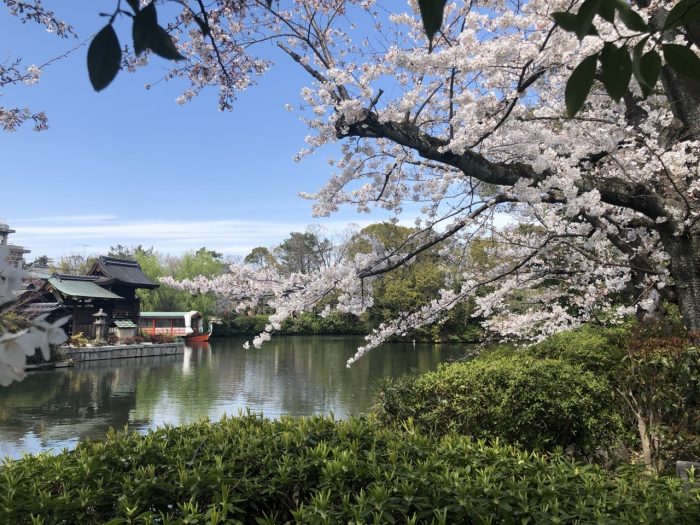 神泉苑の桜