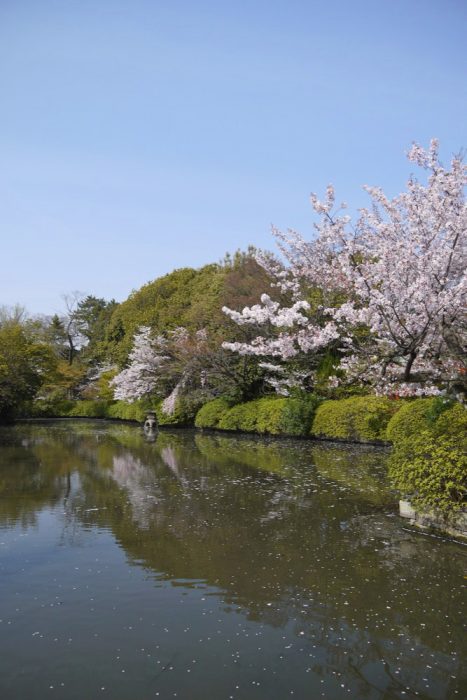 神泉苑の桜