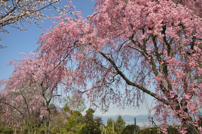 将軍塚の桜