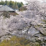将軍塚の桜