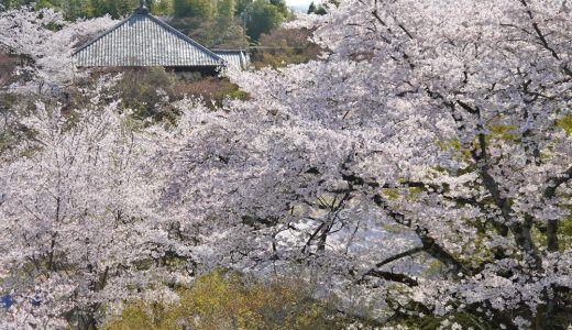 将軍塚の桜