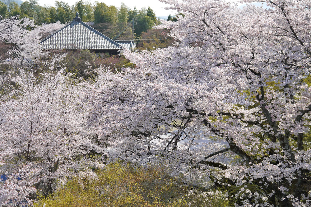 将軍塚の桜