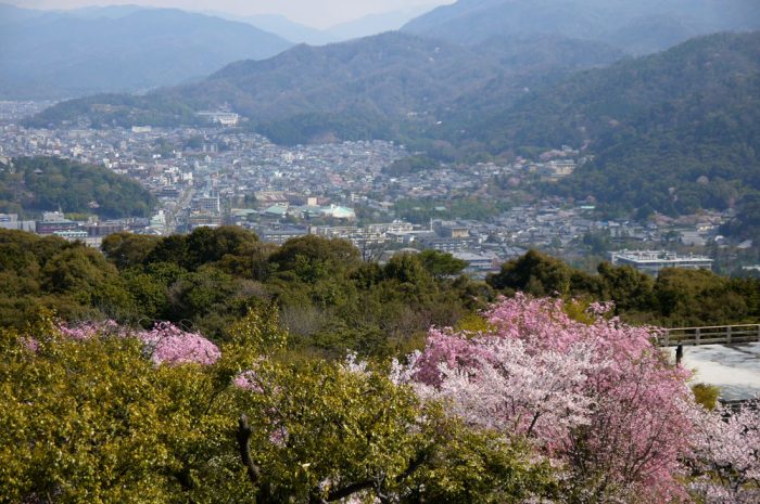 将軍塚の桜