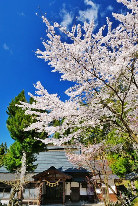 正寿院の桜