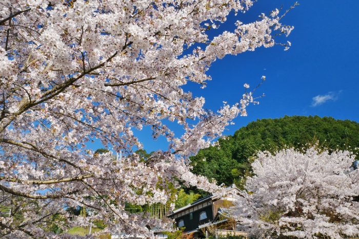 正寿院の桜