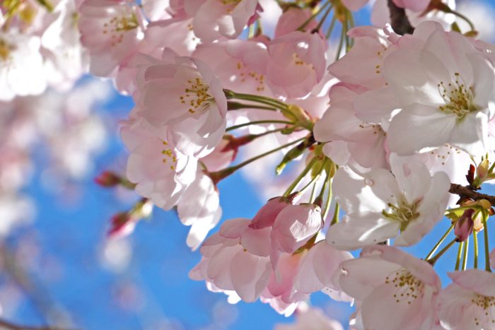 京都府立植物園の桜