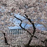 京都府立植物園の桜