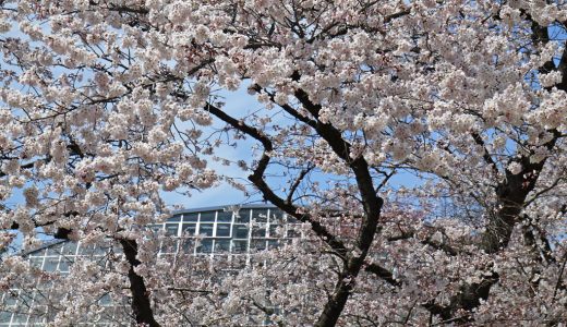 京都府立植物園の桜