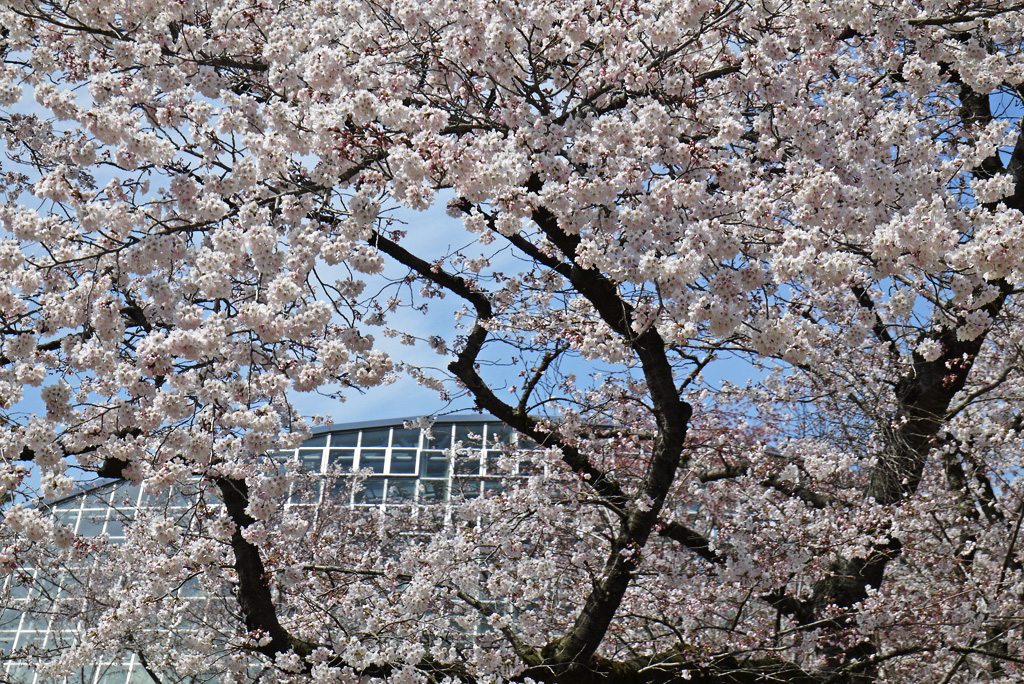 京都府立植物園の桜