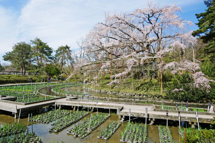 京都府立植物園の桜