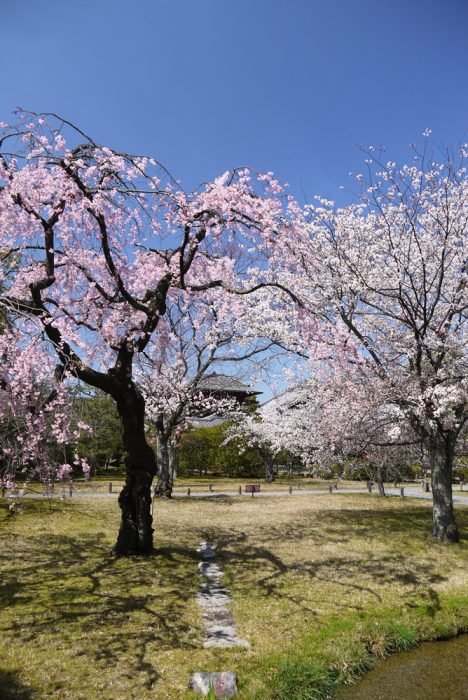 渉成園の桜