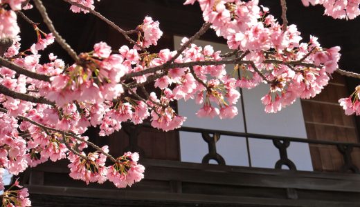 渉成園の桜