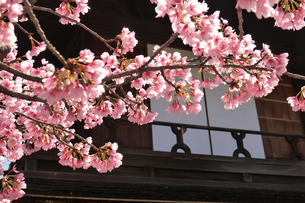 渉成園の桜