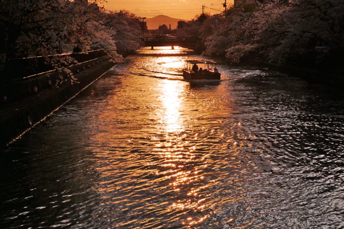 岡崎疏水の十石舟、桜と夕日
