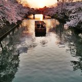 岡崎疏水の十石舟、桜と夕日