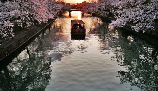 岡崎疏水の十石舟、桜と夕日