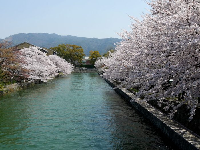 岡崎疏水の桜