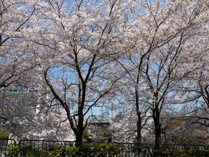 岡崎疏水の桜