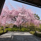 退蔵院の桜