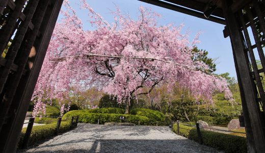 退蔵院の桜