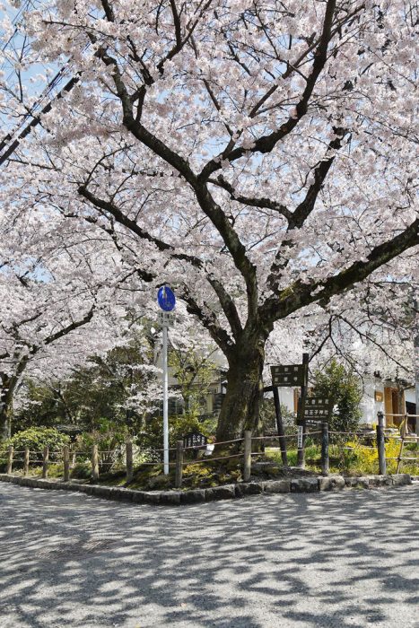 哲学の道の桜